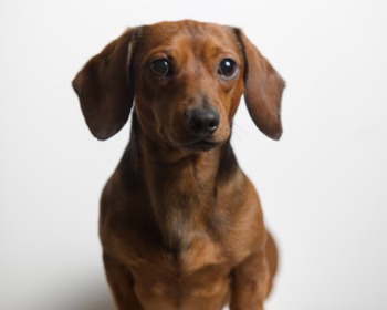 chocolate dachshund in a white background